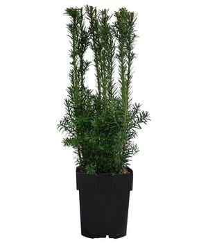 Becher-Eibe 'Hillii'