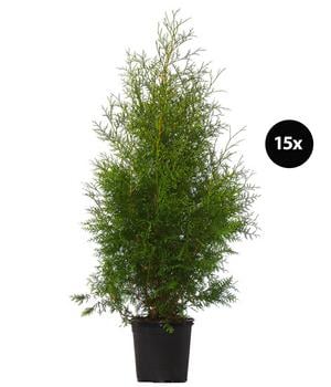 5 Meter Lebensbaum 'Brabant', 15 x ca. 100-125 cm