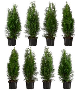 2 Meter Lebensbaum 'Smaragd', 8 x ca. 60-70 cm