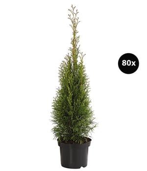 20 Meter Lebensbaum 'Smaragd', 80 x ca. 40-60 cm