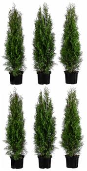 2 Meter Lebensbaum 'Smaragd', 6 x ca. 80-100 cm