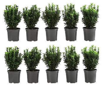 2 Meter Säulen-Spindelstrauch 'Green Rocket', 10 x ca. 25 cm