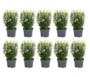 2 Meter Spindelstrauch 'Paloma Blanca', 10 x ca. 20-30 cm