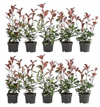 2-3 Meter Purpur-Glanzmispel 'Red Robin', 10 x ca. 20-35 cm von Dehner, Rot / Grün