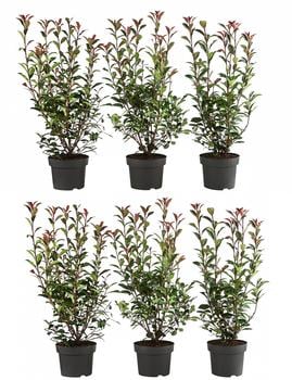 2 Meter Purpur-Glanzmispel 'Carre Rouge', 6 x ca. 40-60 cm