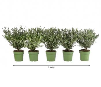 1 Meter Berg-Ilex 'Glory Gem', 5 x ca. 35 cm von Dehner, Dunkelgrün