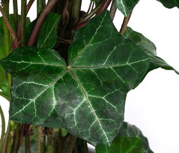 dracena burley Dracaena Burley - 85mm Pots | Buy Online Aus