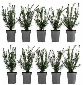 2-3 Meter Europäische Eibe, 10 x ca. 30 cm