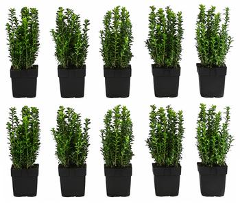 2 Meter Gewöhnlicher Buchs, 10 x ca. 30 cm