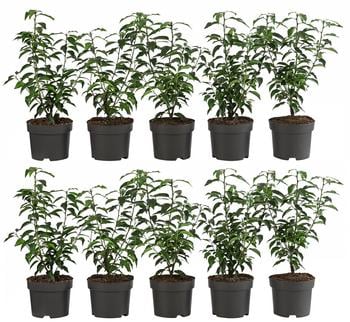 2-3 Meter Portugiesischer Kirschlorbeer 'Angustifolia', 10 x ca. 30-35 cm