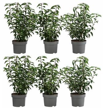 2 Meter Portugiesischer Kirschlorbeer 'Angustifolia', 6 x ca. 40-60 cm