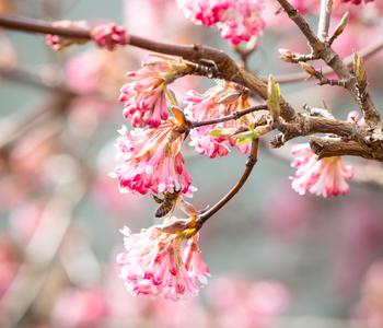 Winter-Schneeball 'Dawn'