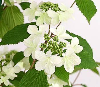 Schneeball 'Kilimandjaro Sunrise'