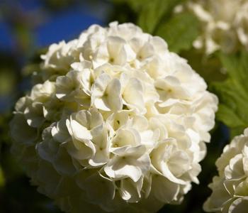 Gefüllter Schneeball 'Roseum'