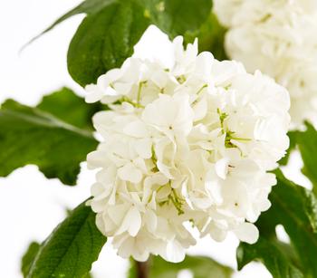 Gefüllter Schneeball 'Roseum'