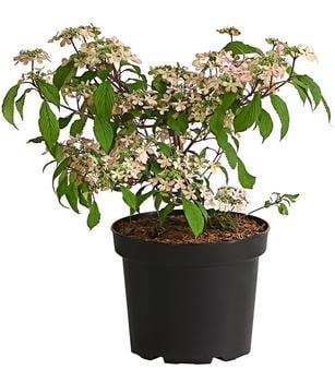 Rosa Etagen-Schneeball 'Molly Schroeder'