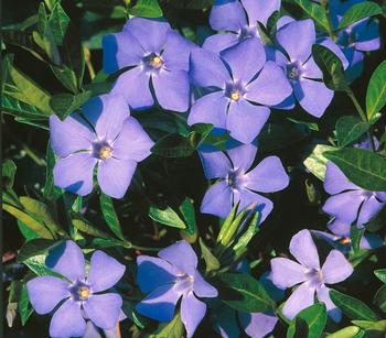 Kleinblättriges Immergrün