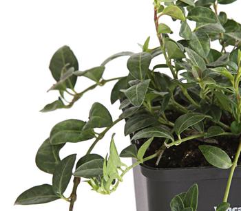 Weißes Immergrün 'Alba'