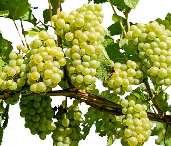 Dehner Gourmet Garten Tafeltraube 'Palatina'