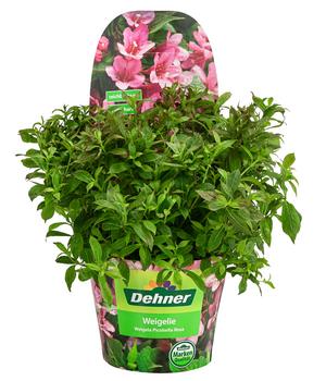 Weigelie 'Picobella'