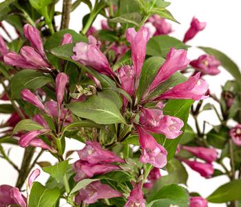 Zwerg-Weigelie 'Nana Purpurea'