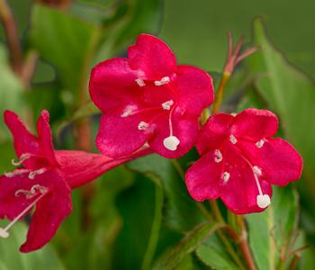 Weigelie 'Red Prince'