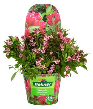 Weigelie 'Picobella'