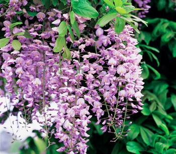 Chinesischer Blauregen - Wisterie, rosa von Dehner