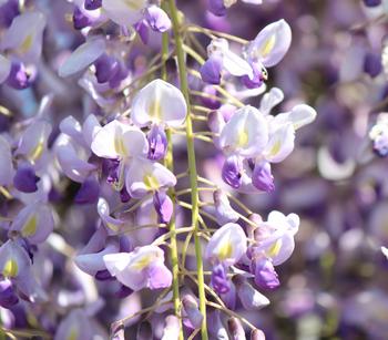Blauregen 'Amethyst Falls ' von Dehner, Lavendel