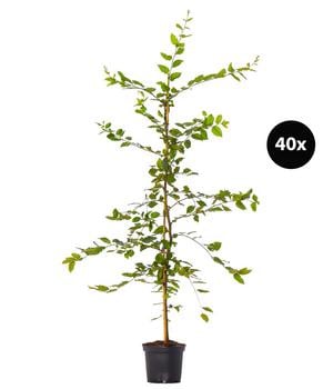 10 Meter Hainbuche, 40 x ca. 150-175 cm