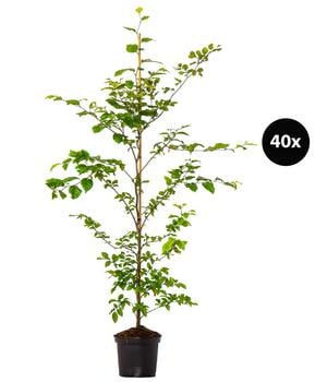 10 Meter Rotbuche, 40 x ca. 125-150 cm