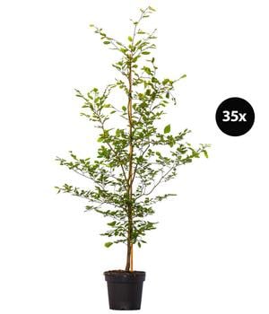 11-12 Meter Rotbuche, 35 x ca. 150-175 cm