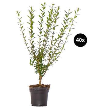 10 Meter Gemeiner Liguster, 40 x ca. 60-100 cm