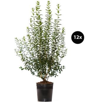 6 Meter Gemeiner Liguster, 12 x ca. 150-175 cm