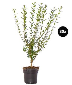 20 Meter Wintergrüner Liguster 'Atrovirens', 80 x ca. 60-100 cm