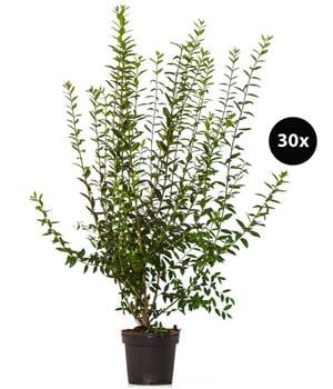 10 Meter Wintergrüner Liguster 'Atrovirens', 30 x ca. 100-150 cm