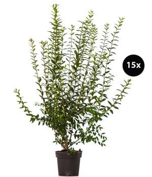 5 Meter Wintergrüner Liguster 'Atrovirens', 15 x ca. 100-150 cm