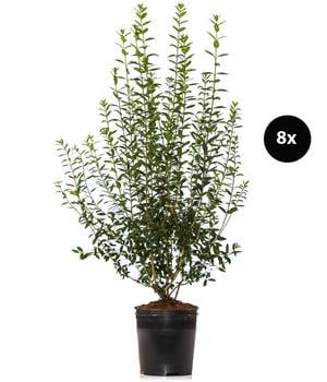 4 Meter Wintergrüner Liguster 'Atrovirens', 8 x ca. 150-175 cm