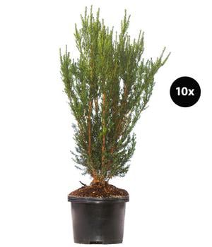 5 Meter Becher-Eibe 'Hillii', 10 x ca. 90-100 cm