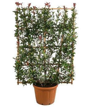 Purpur-Glanzmispel 'Robusta Compacta', ca. 190-200 cm