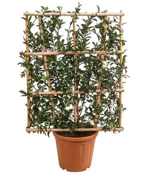 Purpur-Glanzmispel 'Robusta Compacta', ca. 120-140 cm