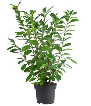 Kirschlorbeer 'Novita'