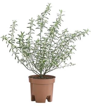 Wachsblume 'Flower Girl White'