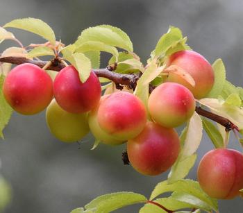 Aprikosen-Mirabelle 'Aprimira'