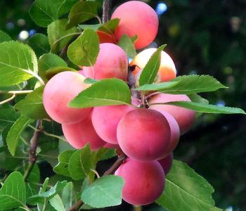 Aprikosen-Pflaume 'Aprisali®'