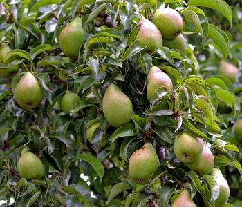 Winterbirne 'Alexander Lucas'