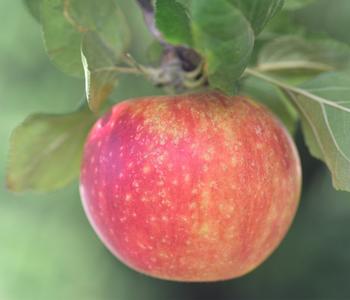 Herbstapfel 'Alkmene' von Dehner, Rot