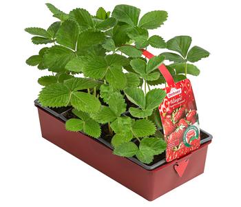 Erdbeere 'Allegro', 8er-Schale