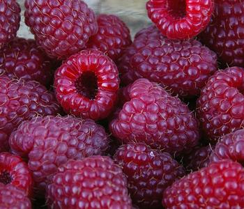 Dehner Gourmet Garten Himbeere 'Aroma Queen®'