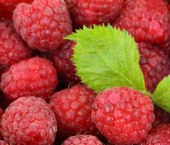 Himbeere 'Autumn Bliss®', ca. 40-60 cm